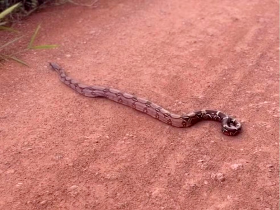 Jiboia gigante atravessa estrada e surpreende família em Porto Velho