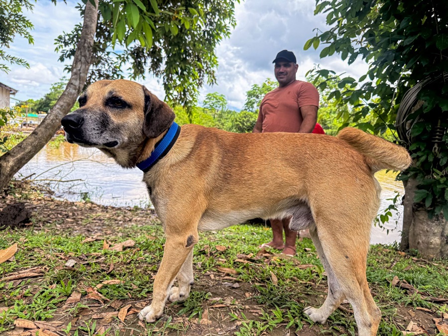 Nazaré se destaca como exemplo de cuidado animal com ação que mobiliza comunidade ribeirinha
