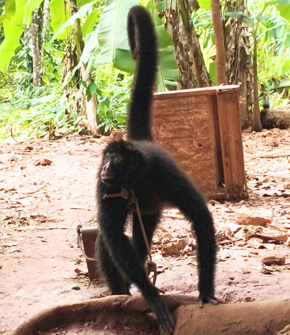 Macaco-aranha mantido amarrado sem água e comida é resgatado e tutor multado em RO