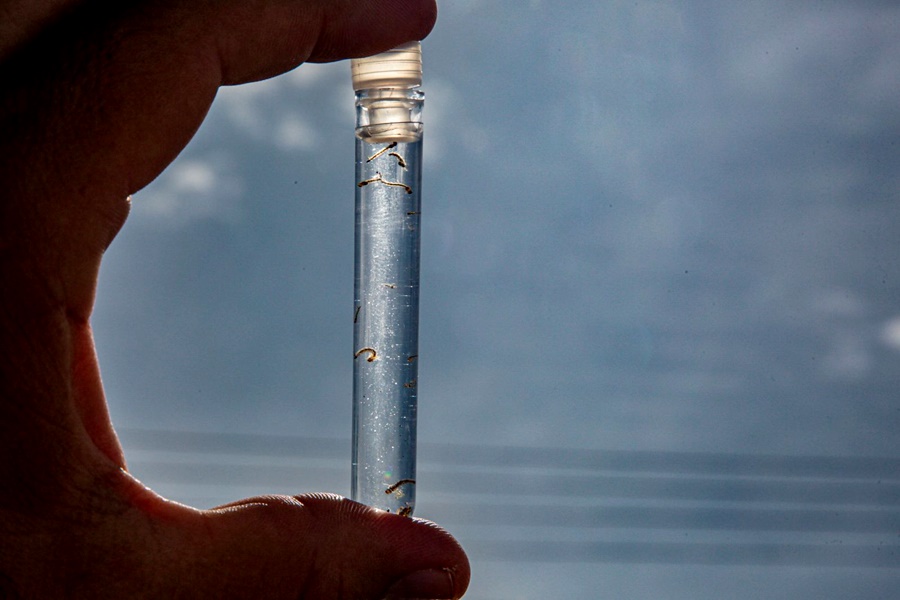 Combate à malária ganha reforço com novas estratégias de prevenção e controle em Porto Velho