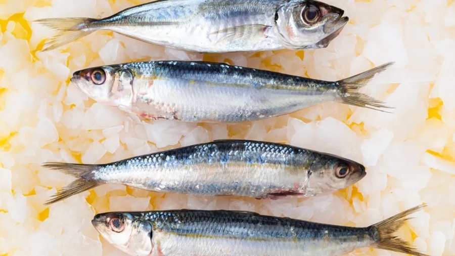 Anvisa determina recolhimento de sardinha contaminada por Salmonella