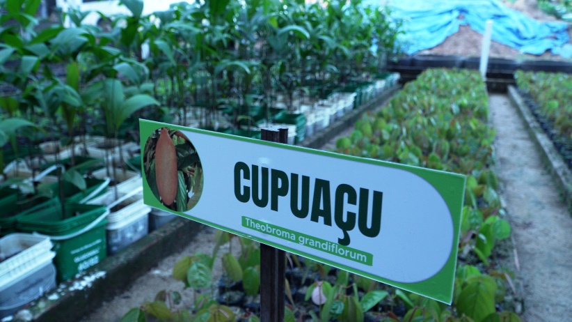 “Colhendo Sementes, Construindo Viveiros, Plantando Florestas”: projeto tem capacitação em Cacoal