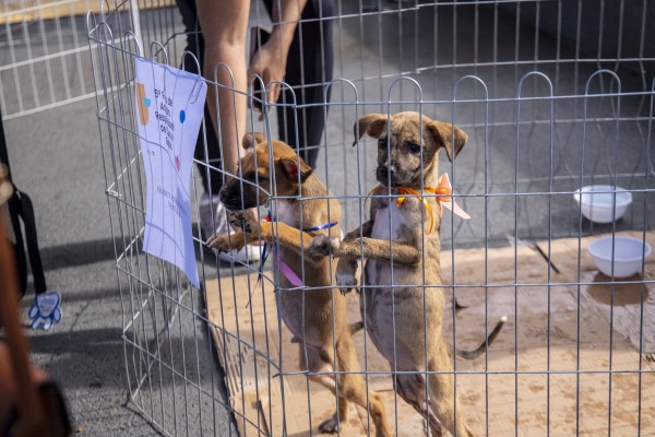 Evento do Dia das Mães terá adoção animal, castração e distribuição de mudas na capital