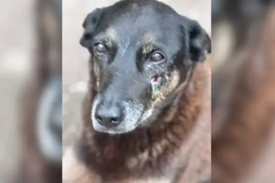 Investigação da morte do Cão Orelha é arquivada; população se revolta com o caso