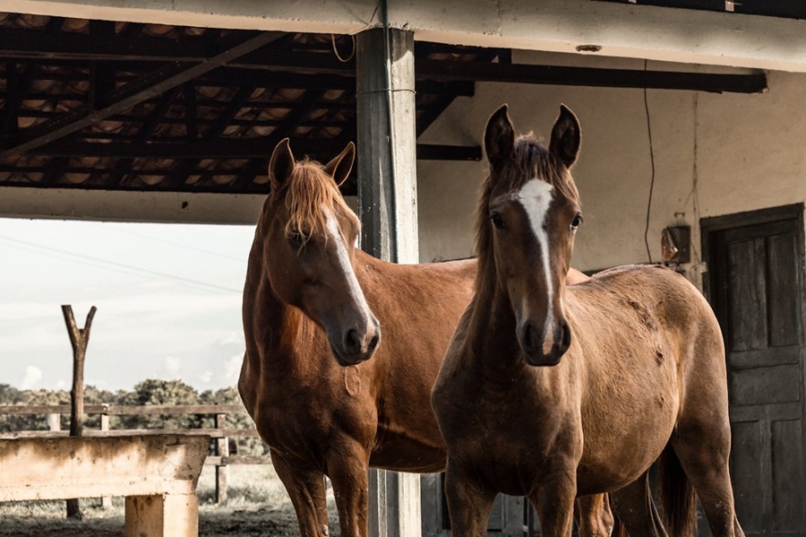 Manejo sanitário em equinos: o que muda no controle de parasitas