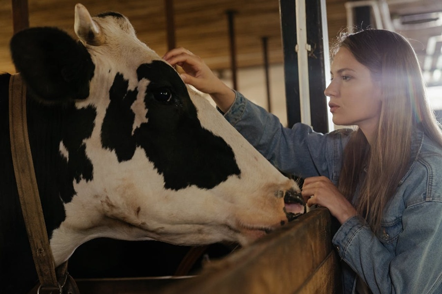 Cuidados essenciais para manejar e armazenar produtos veterinários para animais de grande porte