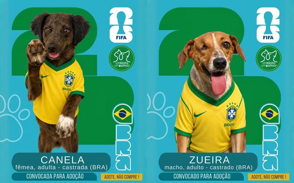 Abrigo de Rondônia viraliza com “cãovocação” e consegue adoção de sete pets