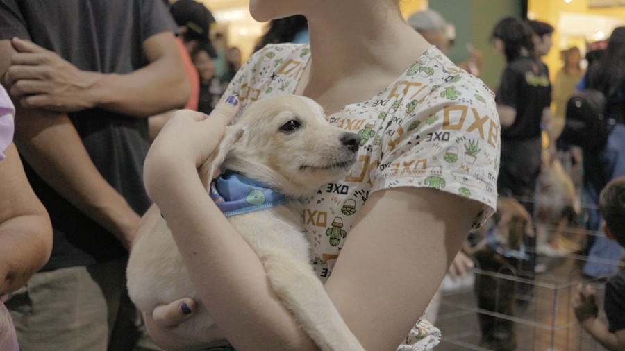 Feira de adoção de cães e gatos acontece neste fim de semana em Porto Velho