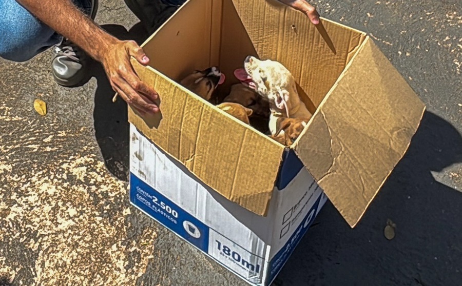 Filhotes largadas em plena via pública são acolhidos pela prefeitura