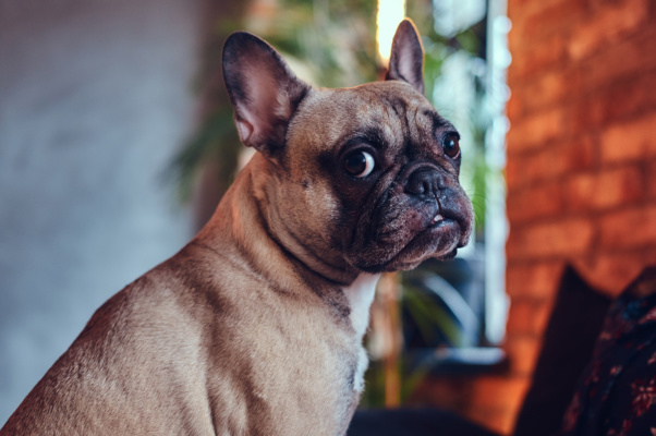 Animal dado como presente é bem particular e não entra em partilha de bens
