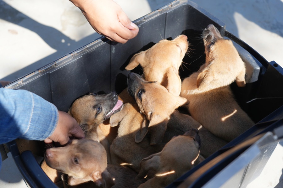 Feira de adoção animal será realizada pela Prefeitura de Porto Velho na Rua do Hexa
