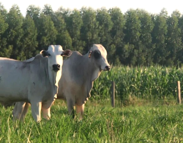 Dia de Campo vai apresentar tecnologias para fortalecer a pecuária sustentável