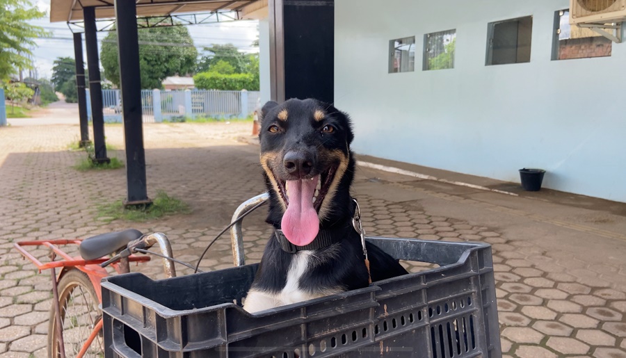 Cadela e filhotes são resgatados e Prefeitura reforça atendimento veterinário