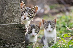Alimentar animais em desacordo com normas viola direito de vizinhança
