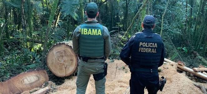 PF/RO investiga exploração ilegal de madeira e de minério em terras indígenas
