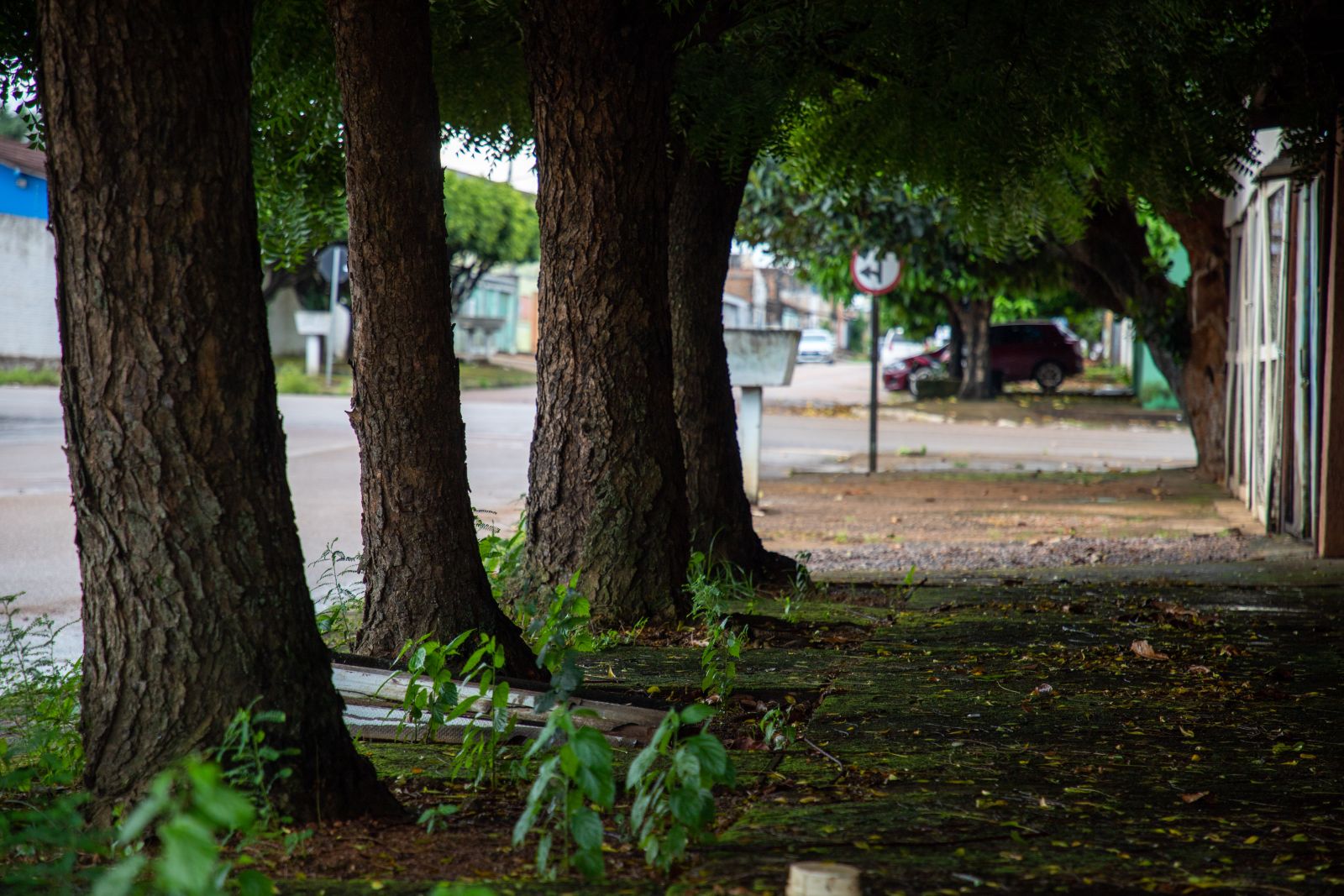 Comunidade e Prefeitura unem forças para ampliar arborização urbana na capital 
