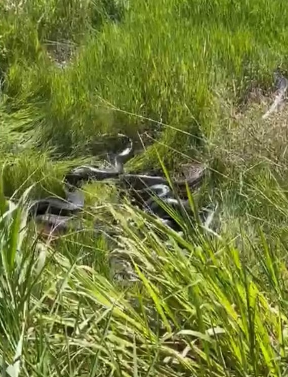 Morador leva susto ao encontrar grupo de sucuris gigantes entrelaçadas em RO