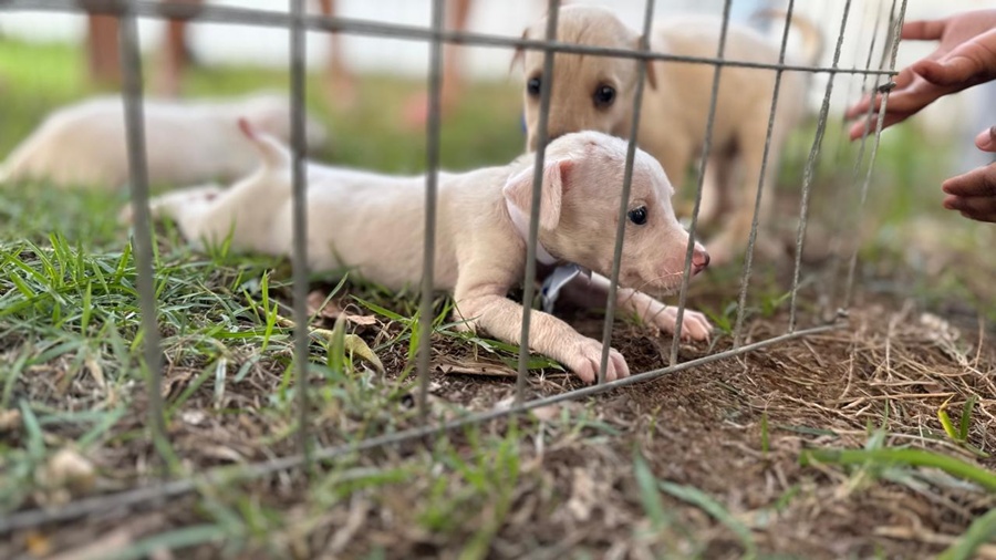 Feira de adoção de cães e gatos será realizada no Parque da Cidade neste sábado