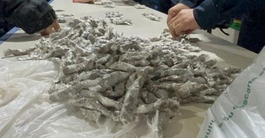 Homem é preso com drogas após tentar fugir da Polícia Militar