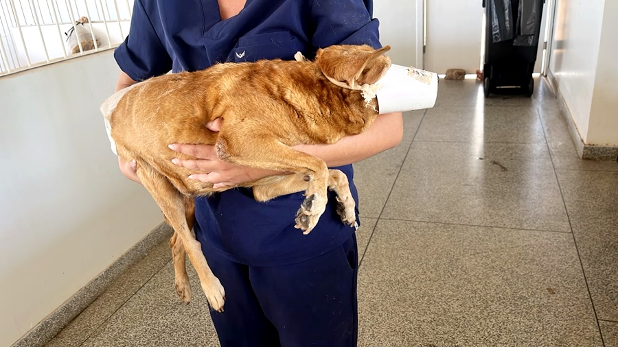 Cão atropelado na Avenida Tiradentes é resgatado e recebe cuidados na Clínica de Bem-Estar