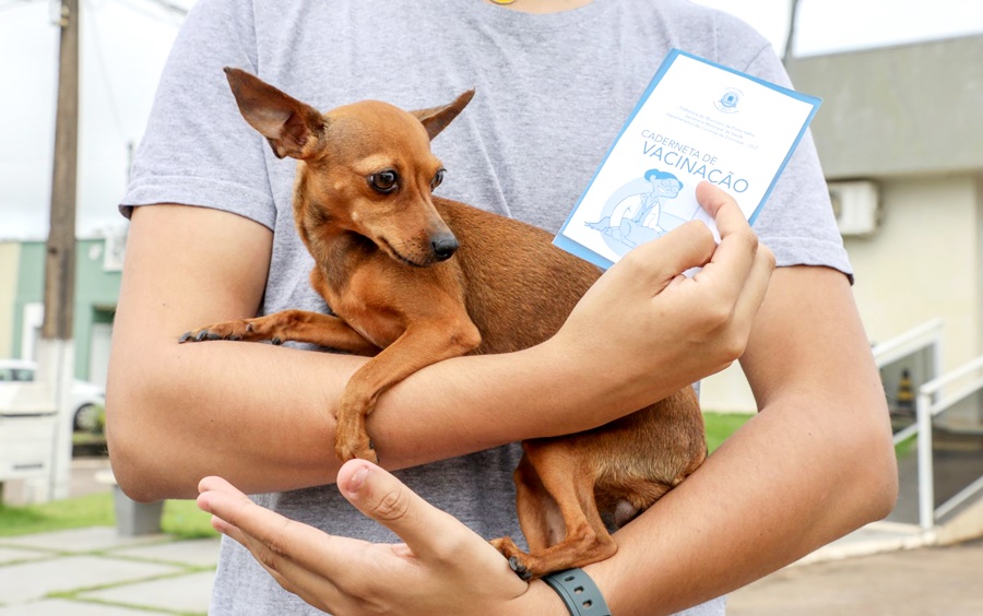 Jaci-Paraná recebe Campanha de Vacinação Antirrábica para cães e gatos neste fim de semana