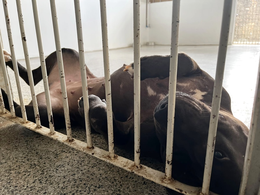 Pitbull Ariel ganha uma nova chance após ser resgatada em estado grave, em Porto Velho