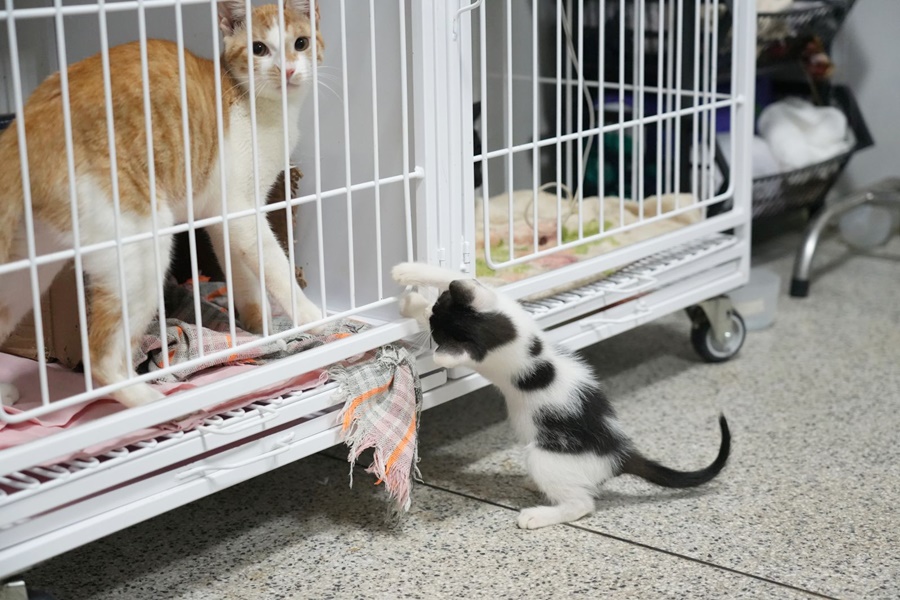 Do resgate à adoção: como é o tratamento dos animais até encontrarem um novo lar