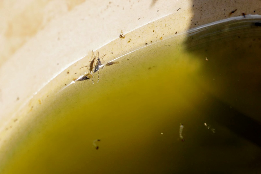 Mosquitos que ajudam a combater a dengue? Tecnologia inédita chega a Porto Velho