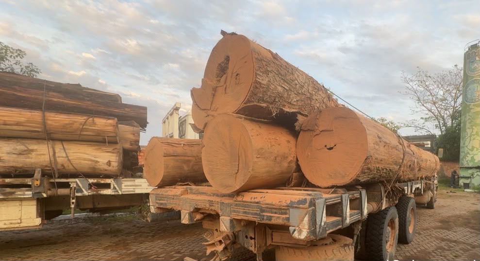 PF deflagra Operação Metaverso para combater crimes ambientais em PVH