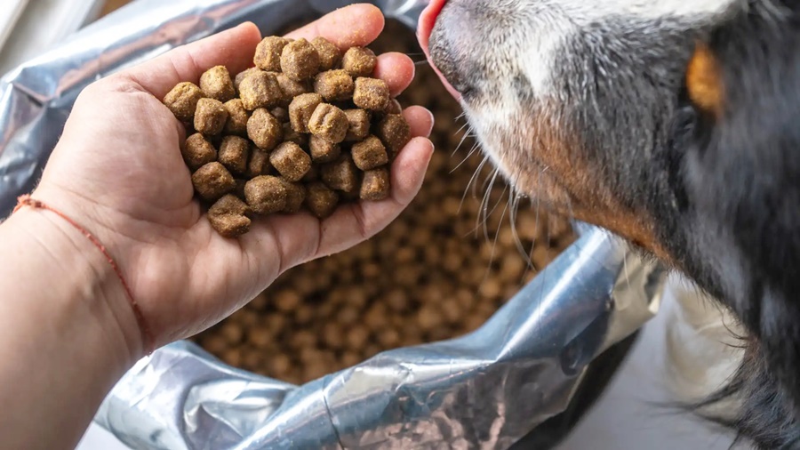 Distribuição de ração reforça apoio a protetores de cães e gatos, em Porto Velho
