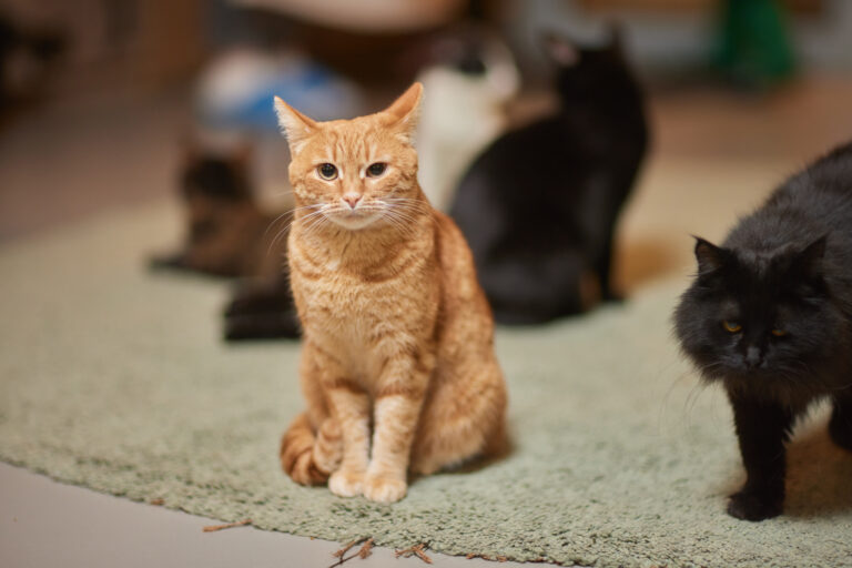 Dona de 50 gatos deve doar animais por inadequação sanitária, decide TJ-SP
