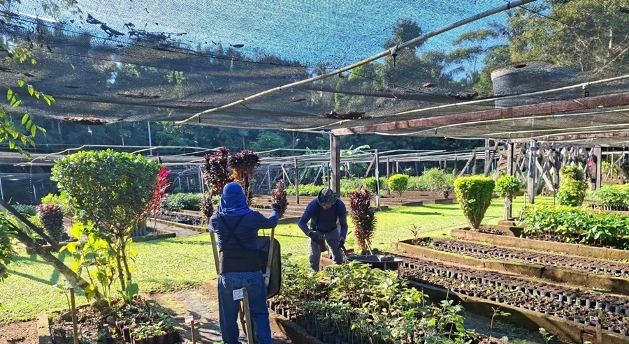 Planejamento garante retomada da distribuição de mudas no período ideal para o plantio