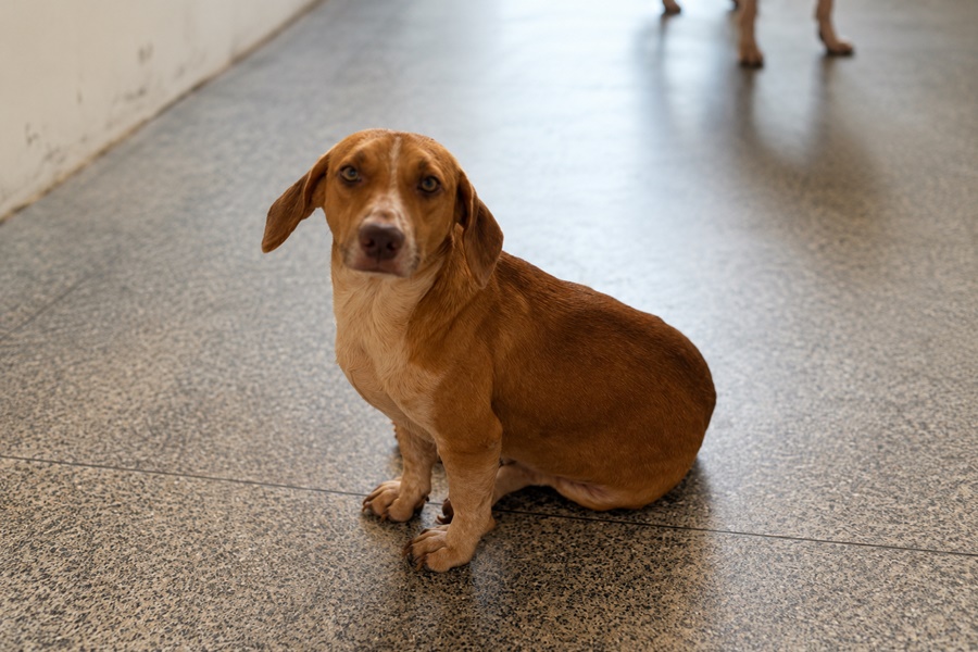 Tuco superou atropelamento e hoje só quer uma família para acolhê-lo, em Porto Velho