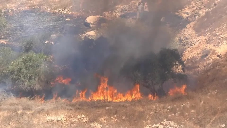 Colonos israelenses ateiam fogo em várias plantações de oliveiras na Cisjordânia
