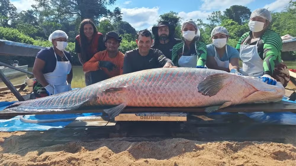 Pirarucu de 2,46 metros e 137 kg é capturado durante manejo em Rondônia