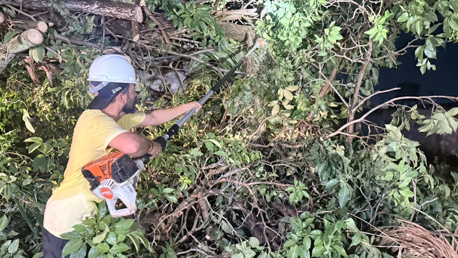 Equipes removem árvores caídas após temporal e reforçam cuidados durante mudanças climáticas