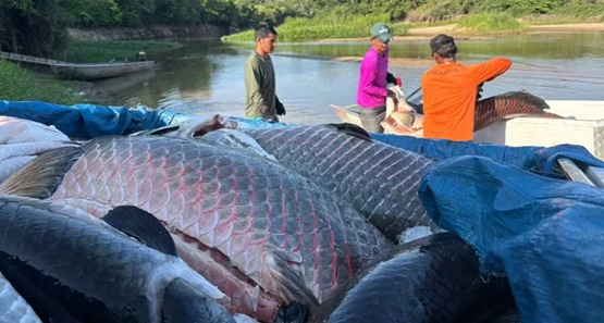 Mais de 18 toneladas de pirarucu invasor são retiradas de reserva em RO