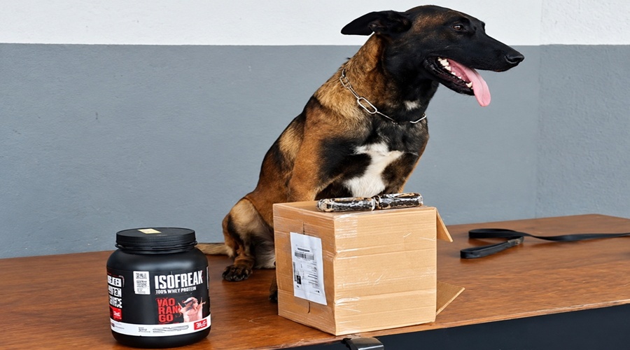 Cão farejador encontra quase 200 gramas de haxixe escondidos em pote de suplemento 