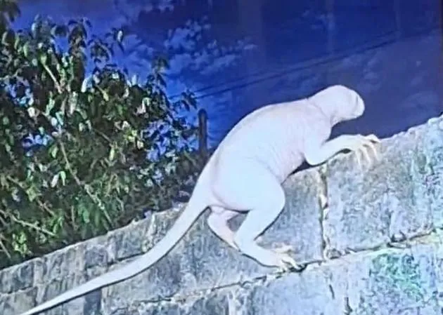 "Chupacabra" que ataca galinhas é fotografado em cidade e equipe é mobilizada por captura