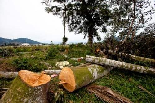 Homem morre atingido por árvore durante derrubada em sítio na BR-364
