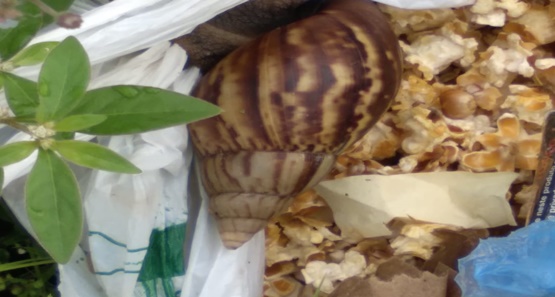 Temporada de chuvas causa proliferação de caramujos africanos