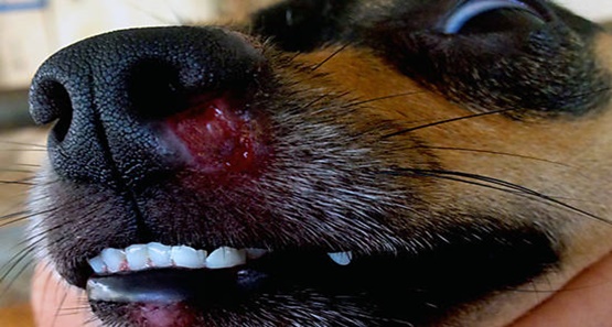 Vigilância ambiental de Cacoal alerta população sobre Leishmaniose Canina