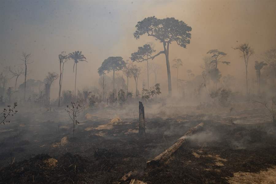 Desmatamento na Amazônia é o maior dos últimos dez anos, diz Imazon