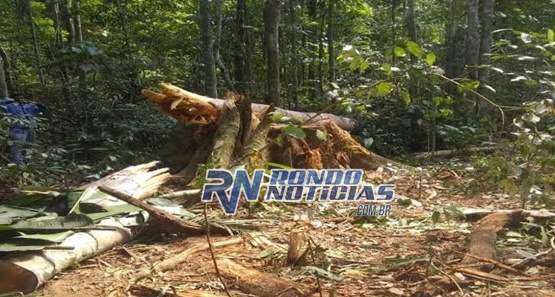 Trabalhador rural morre esmagado por árvore durante derrubada 