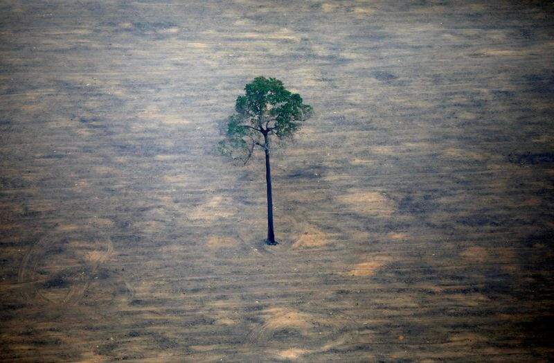 Desmatamento na Amazônia atinge recorde pelo segundo mês consecutivo
