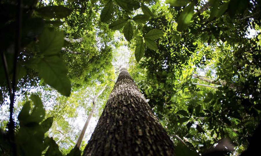 Amazônia terá sistema de dados sobre as emissões de gases de efeito estufa
