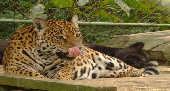 Onça-pintada mais velha do Brasil morre em Brusque  no Vale do Itajaí  de causas naturais 