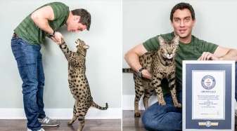 Gato de quase 48 cm entra para o Guinness World Records como mais alto do mundo
