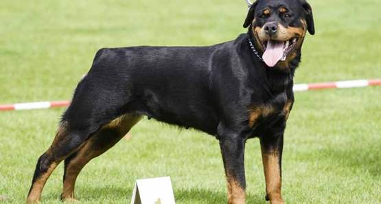 Pai atira em cão que avançou em seu filho e dona do animal chama a PM