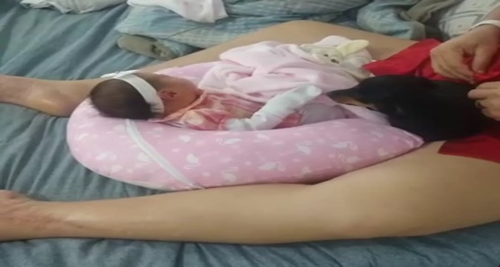 Cadela ciumenta não deixa ninguém encostar em bebê e viraliza em Rondônia